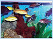 DYNAVIVE - Désinfection aux ultra-violets des eaux d'aquarium (aquariophilie) 