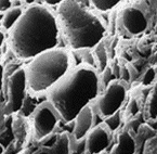 DYNAVIVE FILTRATION - Un grain de charbon actif vu au microscope électronique